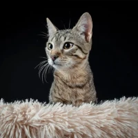 Adopta a Natilla