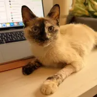 Adopta a Fresa