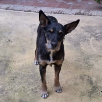 Adopta a Niebla