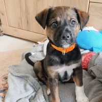 Adopta a Oto