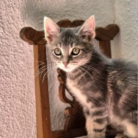 Adopta a Alara
