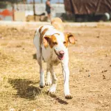 Adopta a Pluto