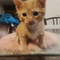 Adopta a Titi