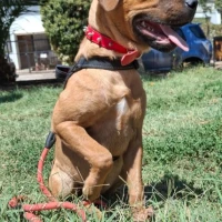 Adopta a Ashoka