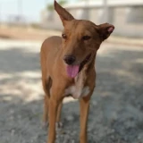 Adopta a Nhala