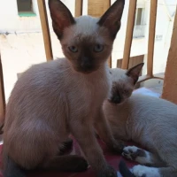 Adopta a Gatitos