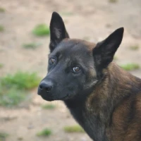 Adopta a Mali