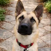 Adopta a Alu