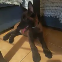 Adopta a Nylah
