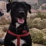Adopta a Tranco
