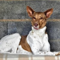 Adopta a Agatha