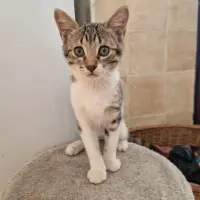 Adopta a Sushi