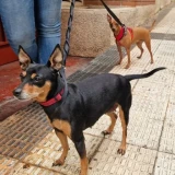 Adopta a Kira Y Chuli