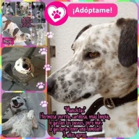 Adopta a Manchitas
