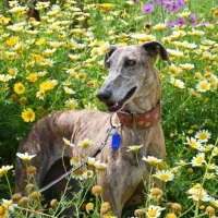 Adopta a Ena