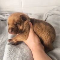 Adopta a Bebés