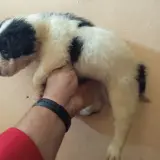 Adopta a Coli