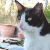 Adopta a Nina
