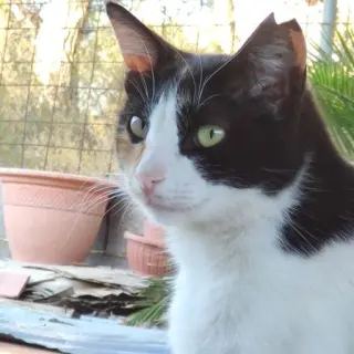 Nina