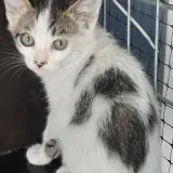 Adopta a Cisne