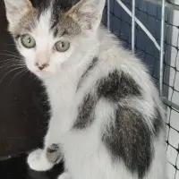 Adopta a Cisne