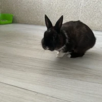 Adopta a Rolli