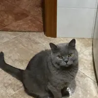 Adopta a Roscón