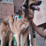 Adopta a Bruji