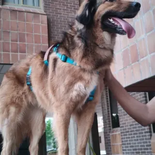 Bruji