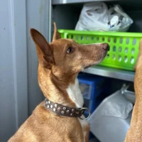 Adopta a Ron  Perrito Necesita Un Hogar