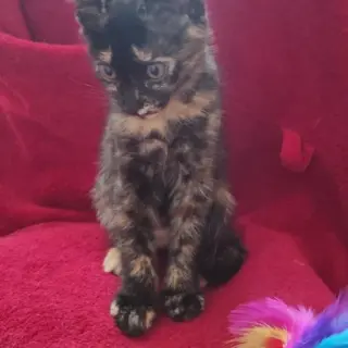 Lía