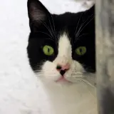 Adopta a Fet