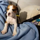 Adopta a Kiara (Mes Y Medio)