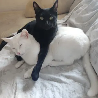 Odín y Freya