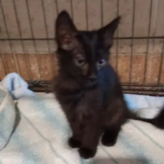 Hera