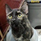 Adopta a Kenia