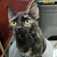 Adopta a Kenia