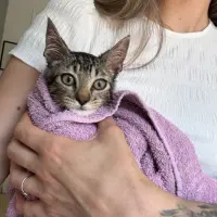 Adopta a Zoro