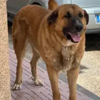 Adopta a Beethoven