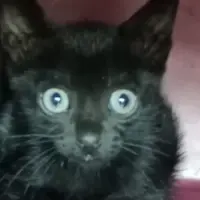 Adopta a Hansel