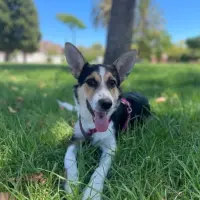 Adopta a Wanda