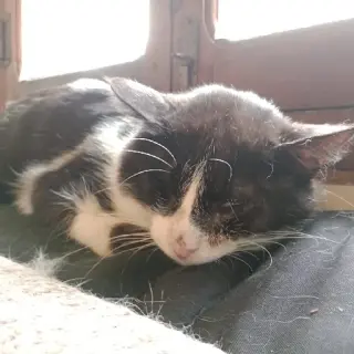 Milo