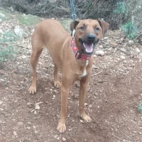 Adopta a Paris