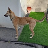 Adopta a Mandalay