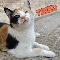 Adopta a Triko