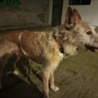 Adopta a Simba