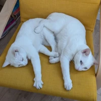 Adopta a Loki + Nilo