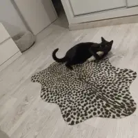 Adopta a Vúlcan