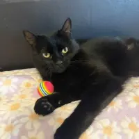 Adopta a Morgana