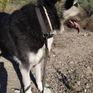 Alan